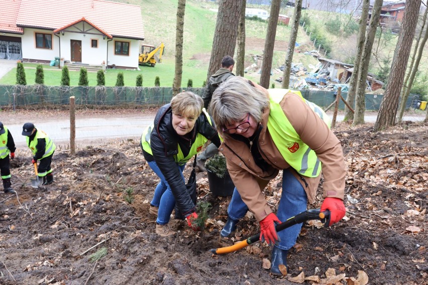 Podczas akcji mieszkańcy posadzili 1500 sadzonek drzew