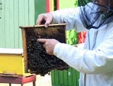 Łobez: Złodziej ukradł ule z pszczołami