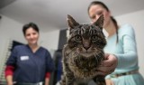 Bezpłatna sterylizacja domowych kotów i psów. Gdzie w Łodzi wykonać za darmo sterylizację zwierząt? [LISTA PRZYCHODNI]