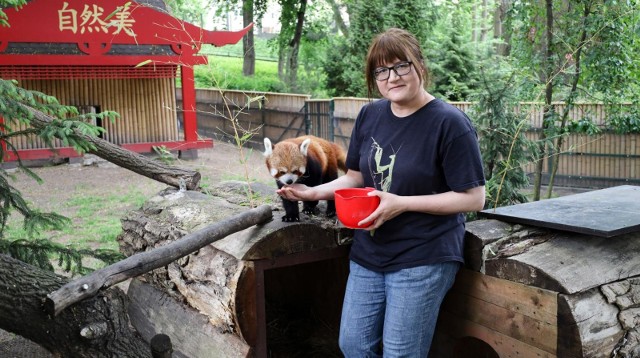 W sobotę i niedzielę o godz. 12 w Ogrodzie Zoobotaniczym w Toruniu odbędzie się pokazowe karmienie pand małych. Przy Bydgoskiej mieszka urocza para tych rudych drapieżników.