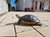 W Kielcach uciekł żółw. Sprawdź, czy nie ma go u Ciebie
