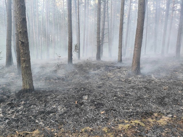 Ogień pojawił się w lesie w sobotę wieczorem. Strażacy dogaszali pożar jeszcze w niedzielę