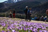 Tatry: Dzikie tłumy turystów znów ruszyły do Doliny Chochołowskiej by oglądać krokusy [ZDJĘCIA]