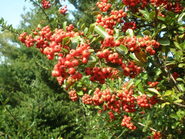 Ognik obsypany owocamiOgnik jesienią obsypuje się żółtymi lub czerwonymi owocami, które wytrwają na roślinie nawet całą zimę.