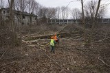 Poznań: Na Starołęce wycinają drzewa pod budowę parku rekreacyjnego. Mieszkańcy czują się oszukani [ZDJĘCIA]