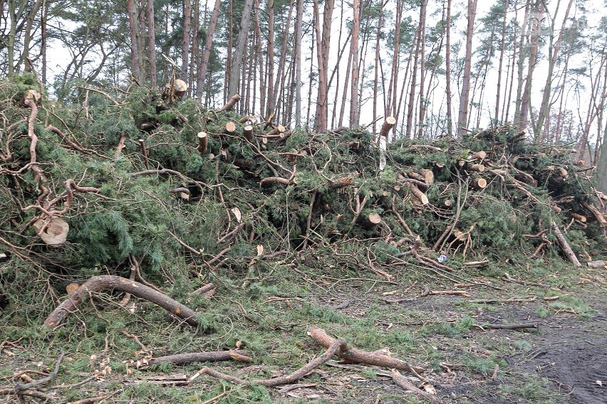 Węzeł Głębokie w Szczecinie. Trwa wycinka drzew przy Głębokim [ZDJĘCIA]