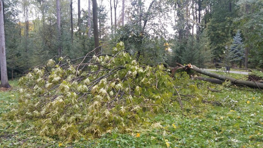 Park żywiecki został zniszczony przez orkan Ksawery nawet w...