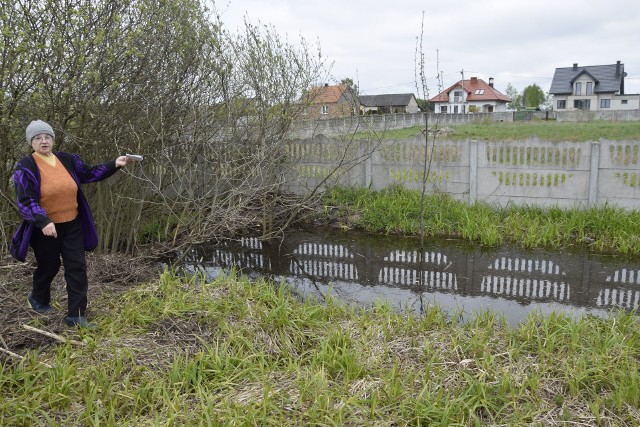 Helena Stępień pokazuje tamę, którą w pobliżu jej posesji utworzyły bobry. Kobieta boi się, że woda uszkodzi mostek na drodze do jej domu.