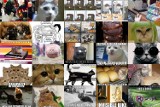 Dzień Kota 2019: Śmieszne MEMY z kotami [KOTY MEMY, ZDJĘCIA ŚMIESZNYCH KOTÓW]                     