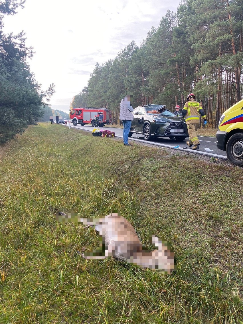 Wypadek wydarzył się na drodze, prowadzącej przez las w...