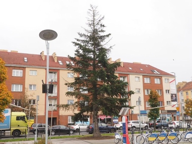 Drzewo przed koszalińskim ratuszem jest w trakcie leczenia.