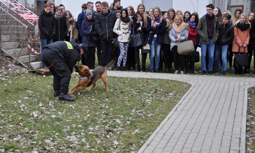 Uzbrojony bandyta na Uniwersytecie. Złapał go pies policyjny (zdjęcia)