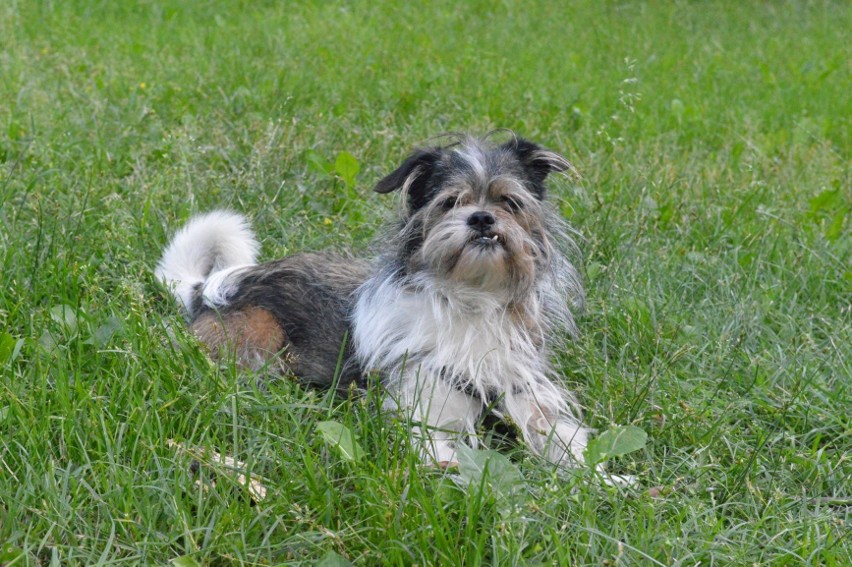 Pies Zdzisław jest gwiazdą wernisaży w Galerii BWA Zielona Góra. Teraz sympatyczny zwierzak wystąpi w telewizji śniadaniowej 