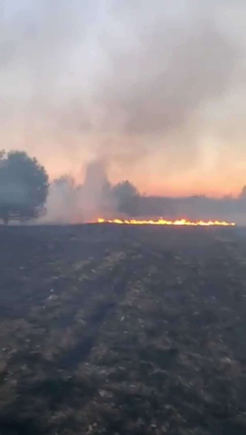 W piątek  paliły się trawy w okolicach Ninkowa.