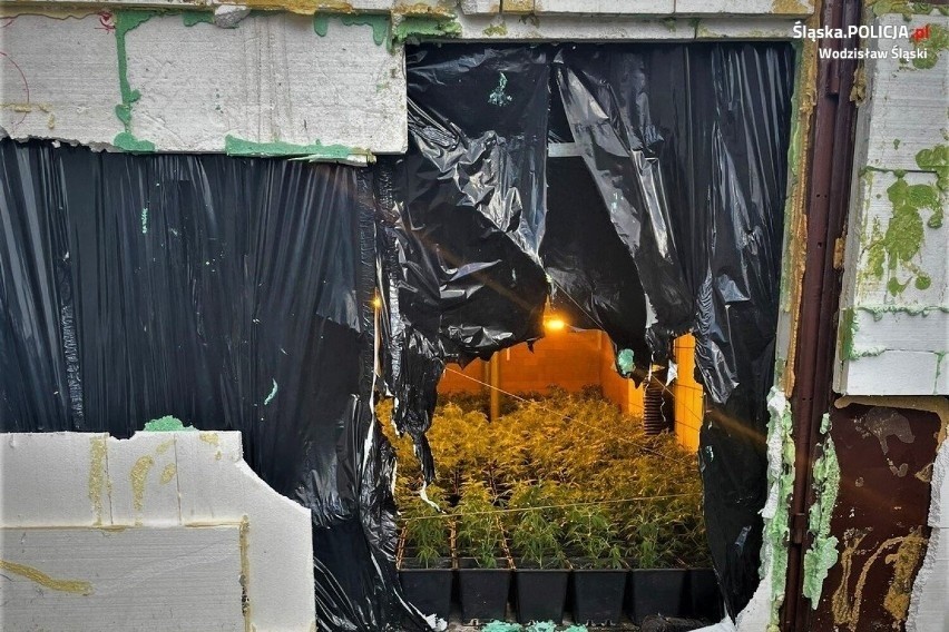 Racibórz: Plantacja marihuany w pralni, ukryta za tajemnymi drzwiami. Koniec śledztwa. Znamy szczegóły
