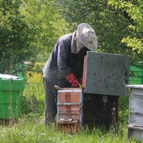 W Głuszynku (gm. Potęgowo) i okolicy wykryto ogniska zgnilca amerykań­skiego &#8211; choroby zakaźnej pszczół.  (zdjęcie poglądowe)