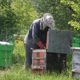 W gminie Potęgowo wykryto ogniska zgnilca amerykań­skiego. Pszczoły mogą być zagrożone 