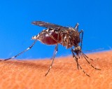 Jest decyzja w sprawie oprysków przeciwko komarom z samolotów