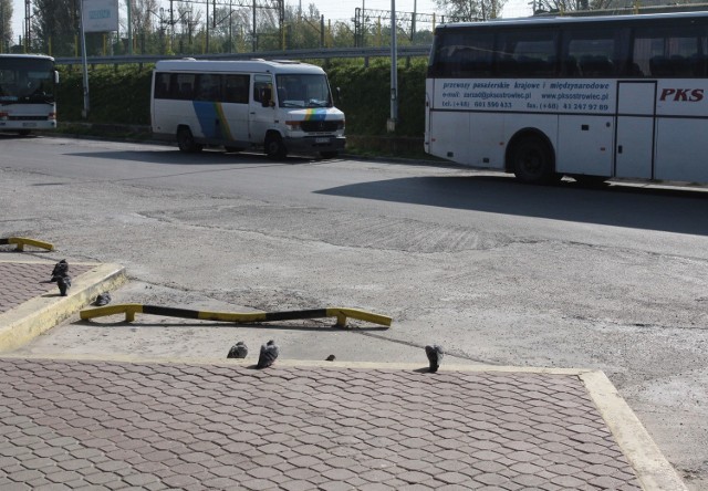 Wielu podróżnym przeszkadzają gołębie, które upodobały sobie teren dworca PKS w Radomiu.