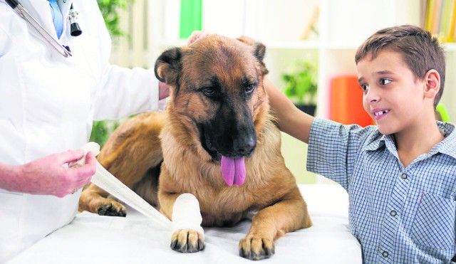 Problemy zdrowotne psów lepiej rozwiązywać z pomocą weterynarza, choć domowe sposoby także istnieją