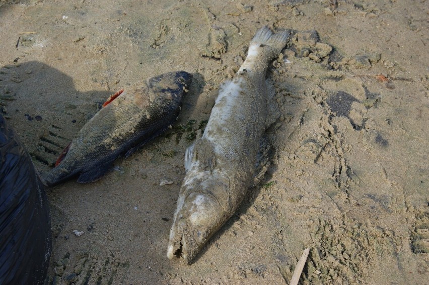 Śnięte ryby znaleziono w Jeziorze Średzkim.