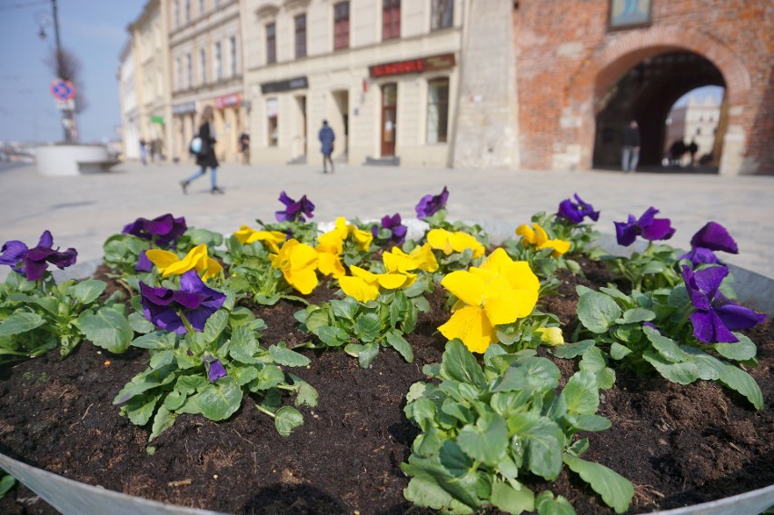 14,5 tysięcy bratków pojawi się w reprezentacyjnych miejscach miasta. To początek „wielkiego sadzenia” roślin