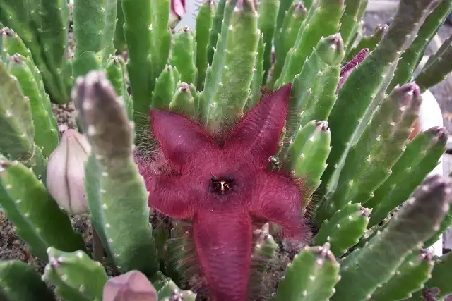 Stapelia gemmifloraJeśli o stapelię zadbamy od początku, będziemy mieli szansę na ujrzenie jej przepięknych kwiatów.