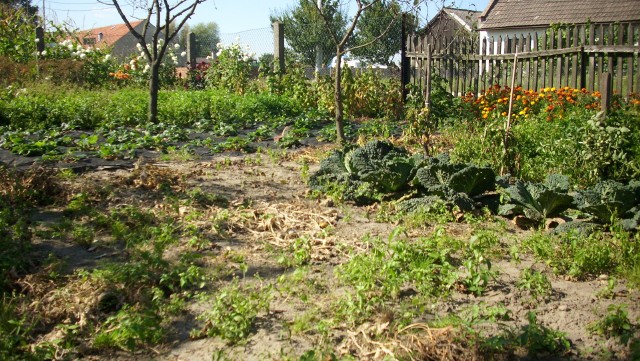 Wrześniowy ogródek Wrzesień jest miesiącem przejściowym między latem a jesienią. Zmienia się aura pogodowa, ale także ogrody i ogródki. Od tego miesiąca zaczynamy przygotowywać glebę do zimowego odpoczynku. By dobrze to zrobić, pamiętaj o koniecznych zabiegach pielęgnacyjnych.