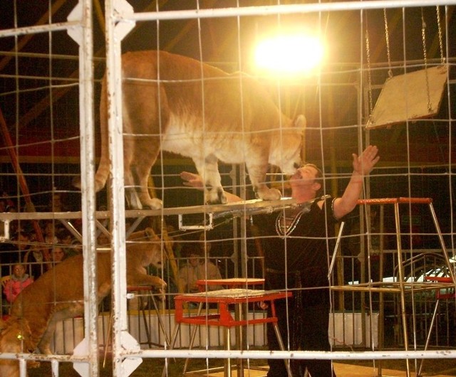 W programie występu cyrku Warszawa jest miedzy innymi pokaz tresury jedynych w Polsce tygryso-lwów.
