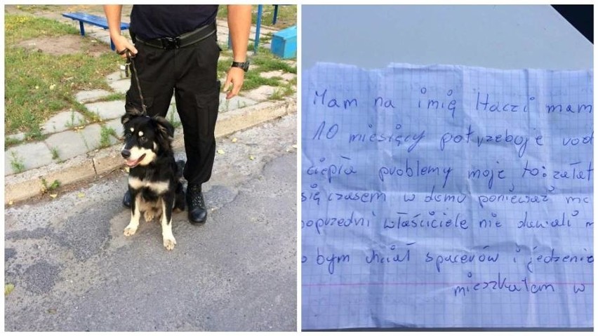 Strażnicy miejscy z Włocławka dostali zgłoszenie o psie...