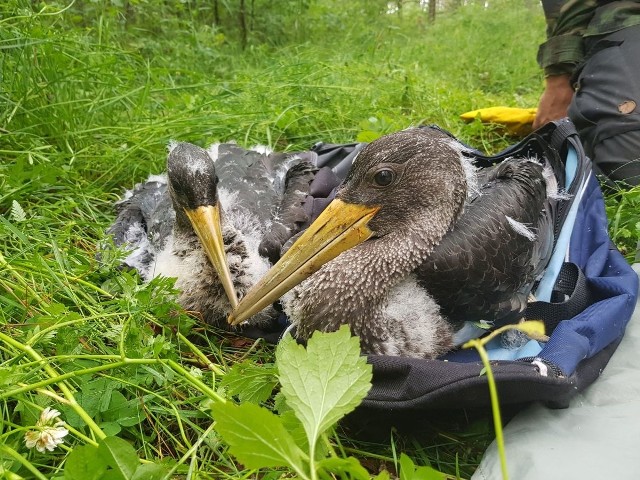 Łódzkie bociany czarne rosną jak na drożdżach! Od mieszkańców Łodzi otrzymały imiona, a teraz zostały zaobrączkowane! Co u nich słychać?