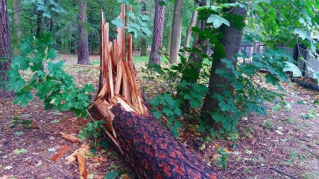 Park Habsburgów w Żywcu został zniszczony przez wiatr. Trzeba go było zamknąć