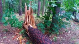 Park Habsburgów w Żywcu zamknięty. Porywisty wiatr połamał drzewa ZOBACZCIE ZDJĘCIA