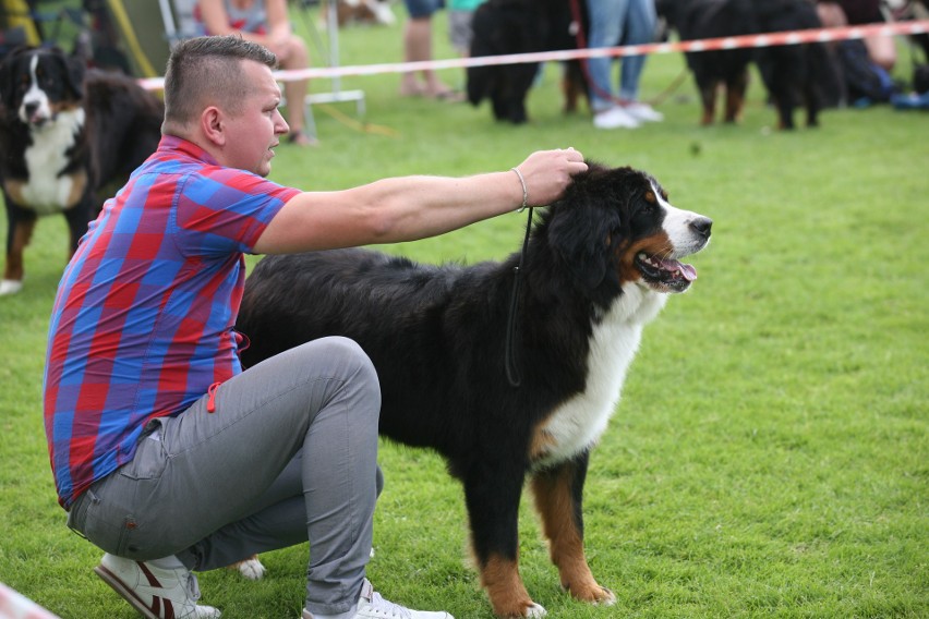 Wystawa psów rasowych w Będzinie ZDJĘCIA