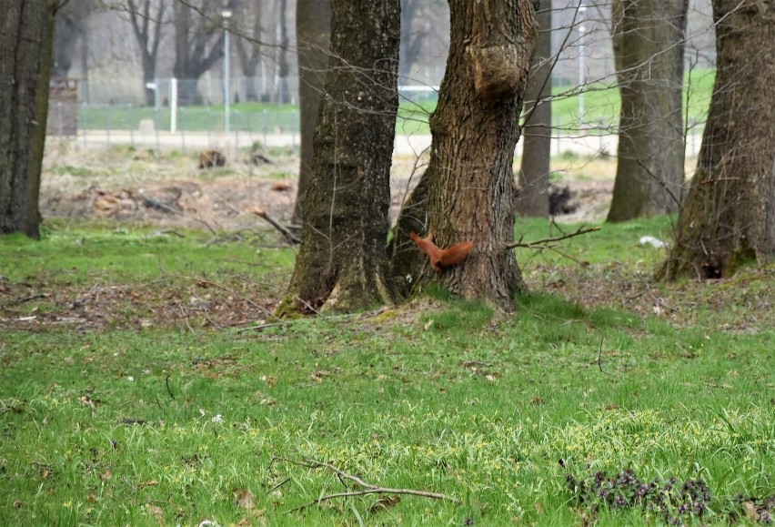 Wiewiórki dokazywały w parku miejskim w Sławnie