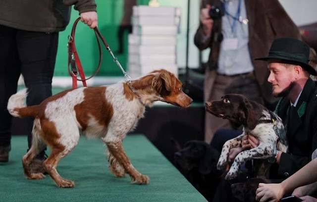 Najpiękniejsze rasy psów myśliwskich będzie  można zobaczyć w niedzielę, na I Krajowej Wystawie podczas święta parku w Iłowej.