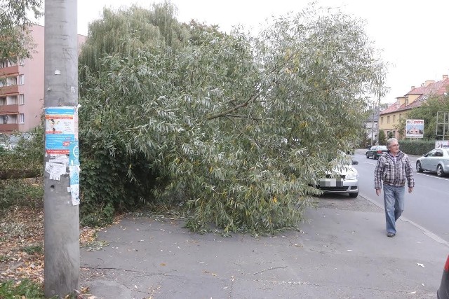 Straż Miejska w Opolu zapewniła, że drzewo zostanie usunięte.