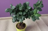 Bonsai łatwy w uprawie, czyli Ficus ginseng. Jak zadbać o tę roślinę, żeby dobrze rosła?