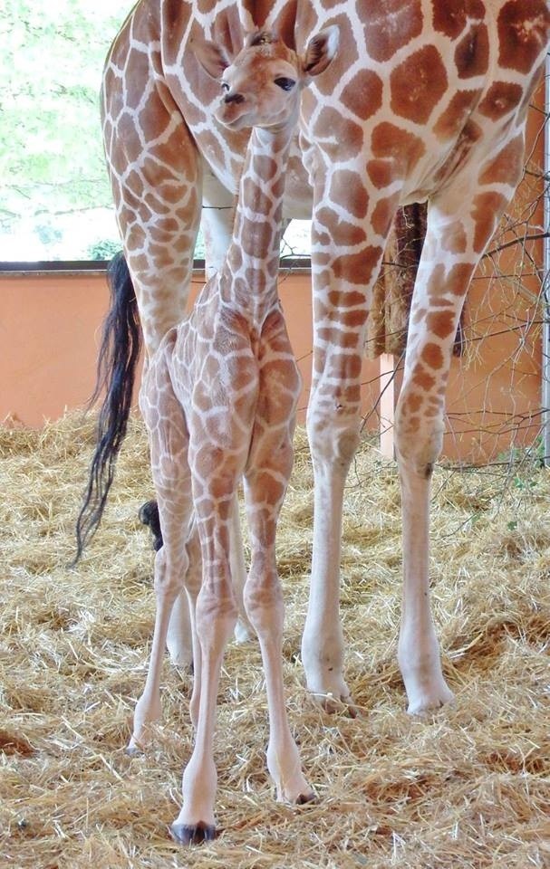 W chorzowskim zoo na świat przyszła żyrafa. To samica,...