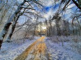 Dolina Trzech Stawów w Katowicach zachwyca zimą. Dziś spadł śnieg. Park wygląda bajecznie