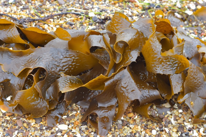 Morskie algi to skarbnica prozdrowotnych związków, które...