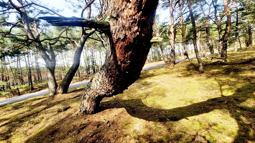 Wyjątkowe, krzywe drzewa pod Krosnem Odrzańskim.