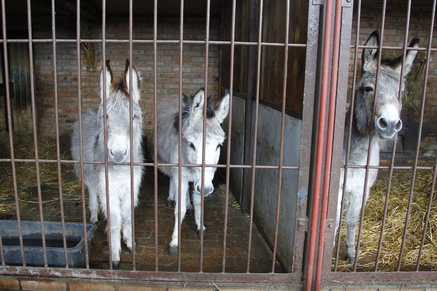 Stare ZOO: Skarga na kopulujące osły. Matki zbulwersowane...