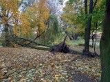 Strażacy z Brodnicy i powiatu brodnickiego 21 października wyjeżdżali aż 46 razy, aby usuwać skutki silnego wiatru