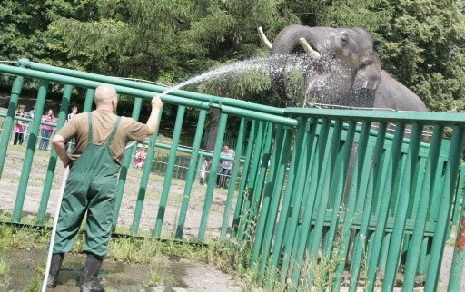 Śląski Ogród Zoologiczny obchodzi 55. urodziny