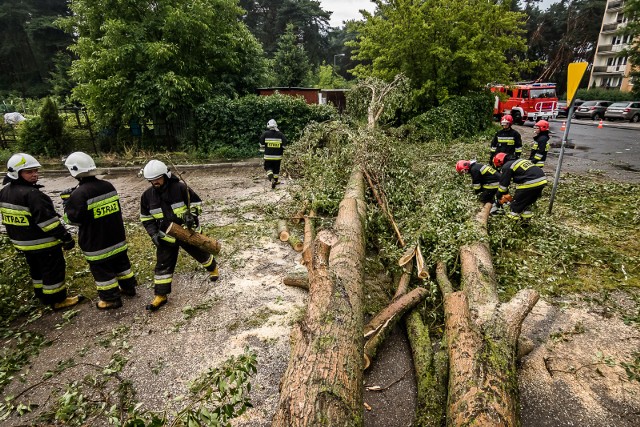 Straż pożarna musiała usuwać ogromne powalone drzewo przy ul. Hubala Dobrzańskiego.