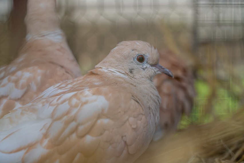 Nawojowa. Ponad 400 wystawców przyjechało z całej Polski na Agropromocję 