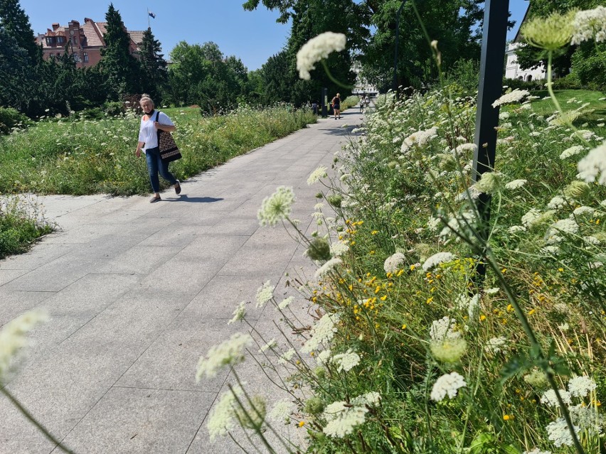 Toruń. Czy zastąpienie trawników łąkami, rzadsze koszenie trawy i obfite deszcze przynoszą miastu oszczędności?