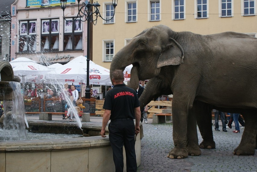 Sensacja! Słonie na rynku w Rybniku! [ZDJĘCIA]