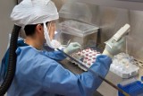 Koronawirus w Chinach spowalnia. Rząd uspokaja, że szczyt epidemii koronawirusa minął. "Jest na stosunkowo niskim poziomie"